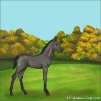 Horse Color:Grullo Sabino Rabicano 