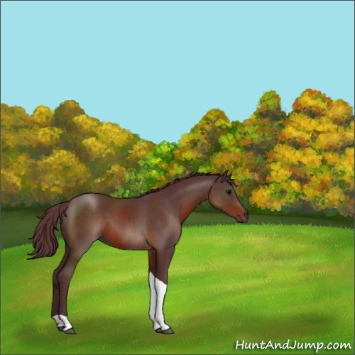 Horse Color:Chocolate Brown Tobiano Rabicano 