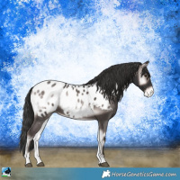 Horse Color:Platinum Liver Red Onyx Appaloosa Rabicano 