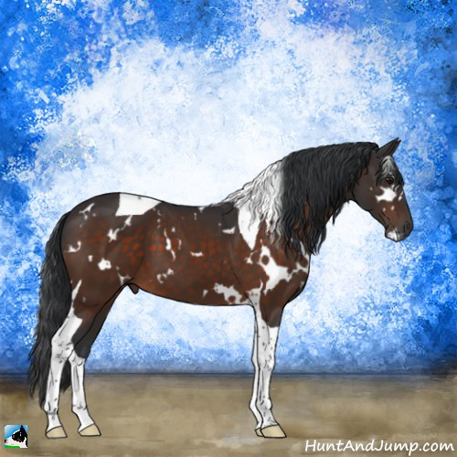 Horse Color:White Spotted Brown Tobiano 