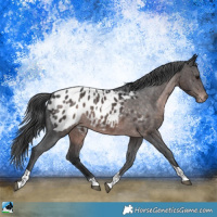 Horse Color:Platinum Brown Tobiano Appaloosa Rabicano 