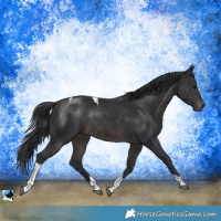 Horse Color:Platinum Brown Tobiano Rabicano
