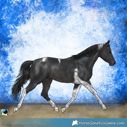 Horse Color:Platinum Brown Tobiano Rabicano 