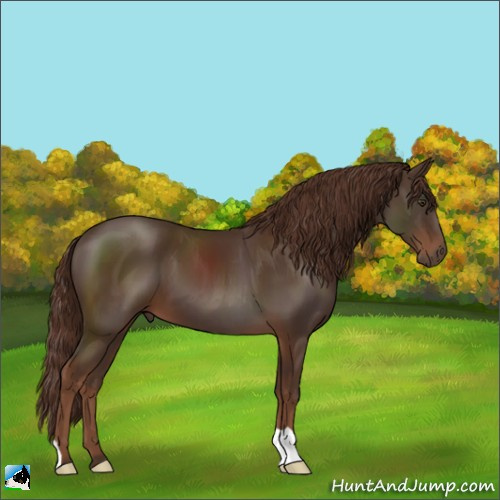 Horse Color:Liver Chestnut 