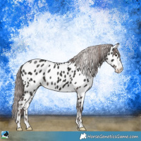 Horse Color:Platinum Liver Chestnut Appaloosa