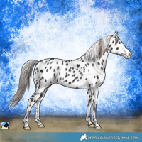 Horse Color:Platinum Liver Chestnut Appaloosa