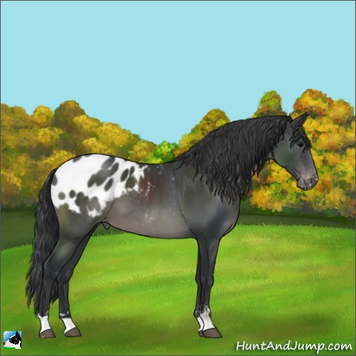 Horse Color:Platinum Black Sabino Appaloosa 