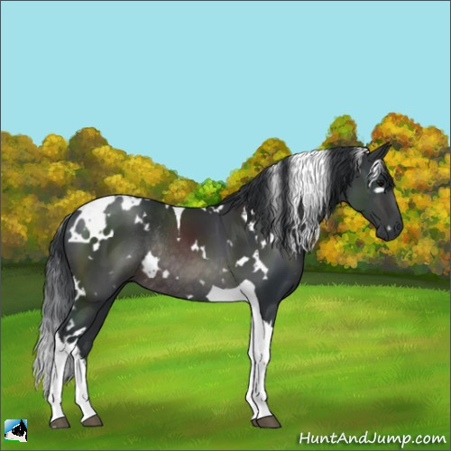 Horse Color:Platinum White Spotted Brown Tobiano Rabicano 
