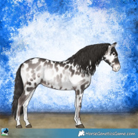 Horse Color:Platinum Liver Red Onyx Appaloosa Rabicano