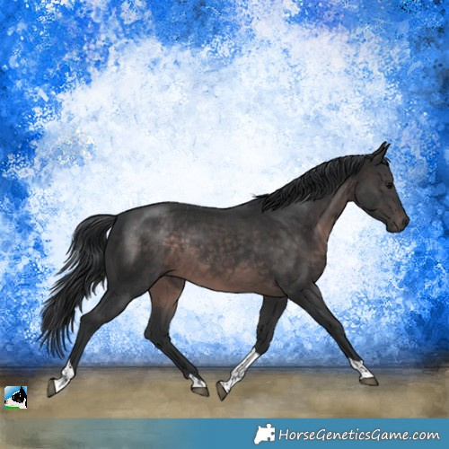 Horse Color:Platinum Brown Tobiano Rabicano