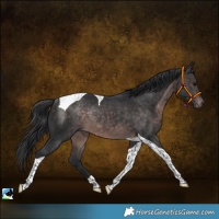 Horse Color:Platinum Brown Tobiano Rabicano 