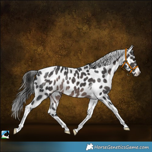 Horse Color:Platinum Brown Tobiano Appaloosa Rabicano 