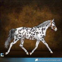Horse Color:Platinum Brown Tobiano Appaloosa Rabicano 