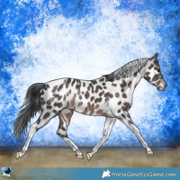 Horse Color:Platinum Brown Tobiano Appaloosa Rabicano