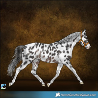 Horse Color:Platinum Brown Tobiano Near Leopard Rabicano 