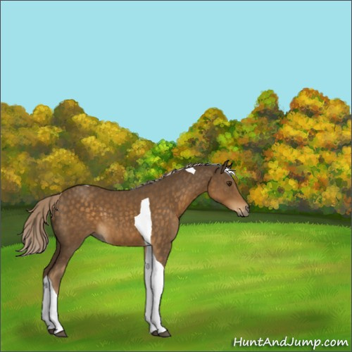 Horse Color:Chocolate Palomino Tobiano 