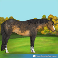 Horse Color:Buckskin