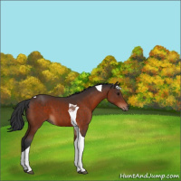 Horse Color:Bay Tobiano