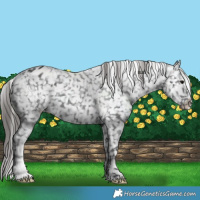 Horse Color:Black Snowflake Varnish 