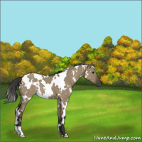 Horse Color:White Spotted Smoky Grullo