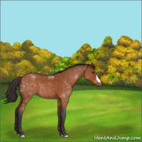Horse Color:Buckskin Roan 