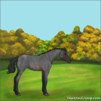 Horse Color:Brown Roan 