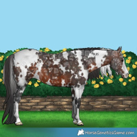 Horse Color:White Spotted Brown Ice 