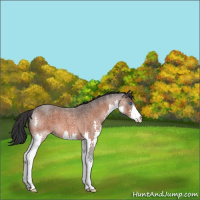 Horse Color:Brown Roan Splash