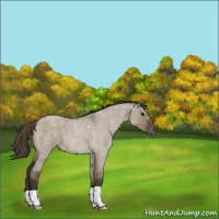 Horse Color:Smoky Grullo Roan Appaloosa