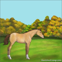 Horse Color:Sable Cream Champagne Roan 