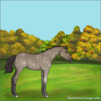 Horse Color:Smoky Grullo 