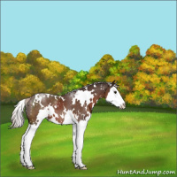 Horse Color:White Spotted Silver Brown Splash 