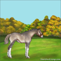 Horse Color:Silver Blue Onyx