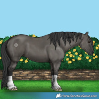 Horse Color:Grullo 
