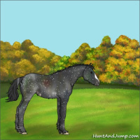 Horse Color:Black Appaloosa 