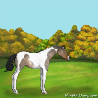 Horse Color:Gray Brown Dun Tobiano Varnish 