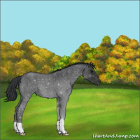 Horse Color:Blue Roan