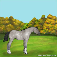 Horse Color:Grullo Roan 