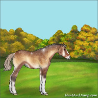 Horse Color:Silver Buckskin Onyx