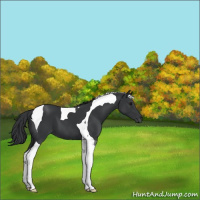 Horse Color:Black Tobiano