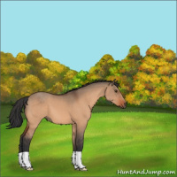 Horse Color:Brown Dun 