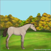 Horse Color:Classic Champagne Dun