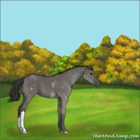 Horse Color:Grullo 