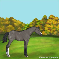 Horse Color:Grullo 