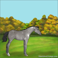 Horse Color:Grullo Roan 
