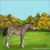 Horse Color:Gray Buckskin 