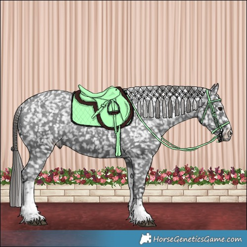 Horse Color:Black Tobiano Appaloosa 