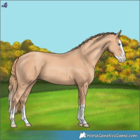Horse Color:Gold Champagne Splash 