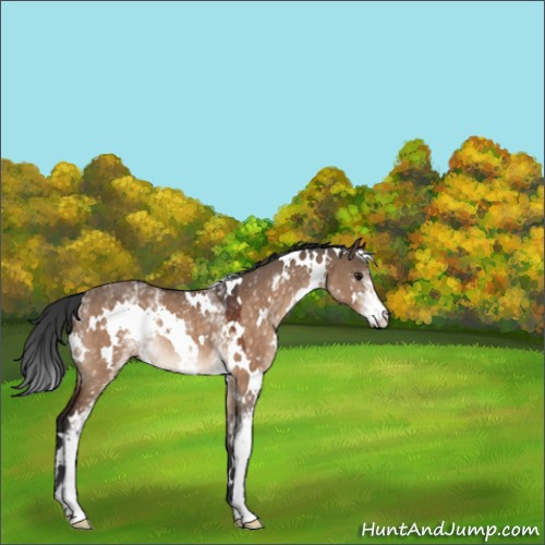 Horse Color:White Spotted Brown Dun Rabicano 