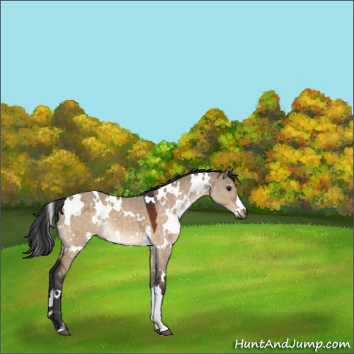 Horse Color:White Spotted Brown Dun 